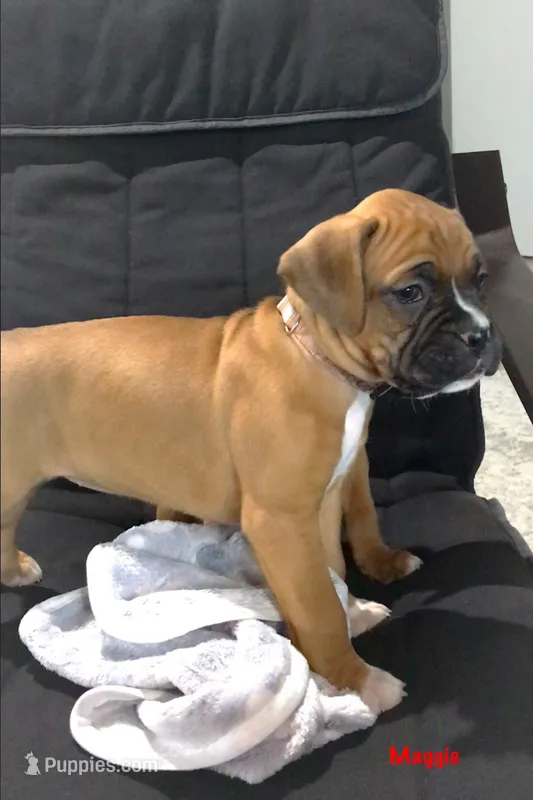 Maggie Akc – Boxer puppy for sale in Wooster, OH