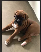  Akc Jackson, a male Boxer for sale in Wooster, OH – 7 of 8
