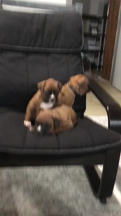 Maggie Akc, a female Boxer for sale in Wooster, OH – 5 of 5