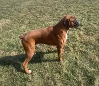 Molly Akc, a female Boxer for sale in Wooster, OH – 5 of 7