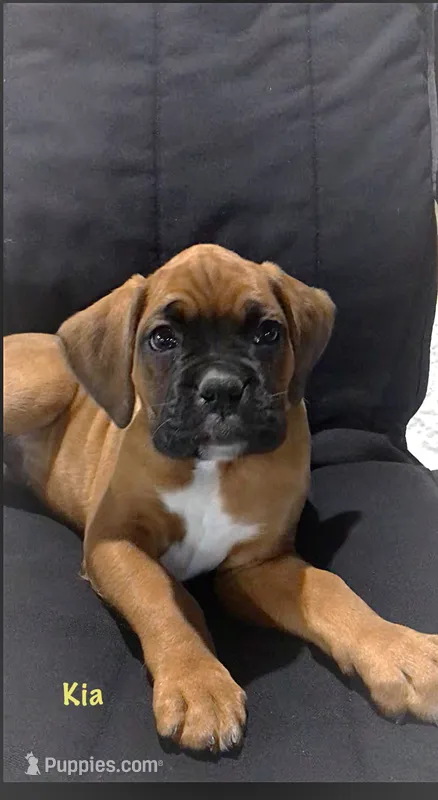Akc Kia – Boxer puppy for sale in Wooster, OH