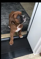  Akc Jackson, a male Boxer for sale in Wooster, OH – 5 of 8