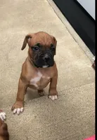 Molly Akc, a female Boxer for sale in Wooster, OH – 4 of 7