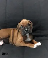 Akc Luna, a female Boxer for sale in Wooster, OH – Photo 2 of 10