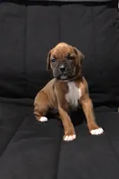 Akc Luna, a female Boxer for sale in Wooster, OH – Photo 5 of 10