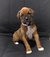 Akc Luna, a female Boxer for sale in Wooster, OH – Photo 4 of 10