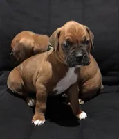 Akc Luna, a female Boxer for sale in Wooster, OH – Photo 1 of 10
