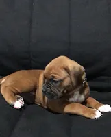 Akc Luna, a female Boxer for sale in Wooster, OH – Photo 3 of 10