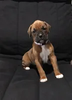 Akc Luna, a female Boxer for sale in Wooster, OH – Photo 6 of 10