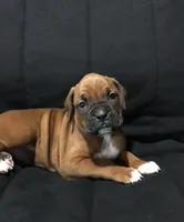 Akc Luna, a female Boxer for sale in Wooster, OH – Photo 9 of 10