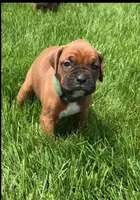 Akc Luna, a female Boxer for sale in Wooster, OH – Photo 10 of 10