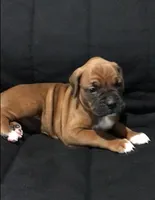 Akc Luna, a female Boxer for sale in Wooster, OH – Photo 7 of 10