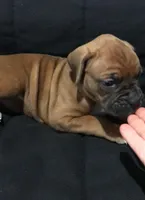 Akc Luna, a female Boxer for sale in Wooster, OH – Photo 8 of 10