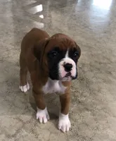 Akc Roxy, a female Boxer for sale in Wooster, OH – 4 of 7