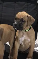 Molly Akc, a female Boxer for sale in Wooster, OH – 2 of 7