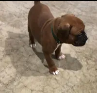 Jax Akc, a male Boxer for sale in Wooster, OH – Photo 3 of 6