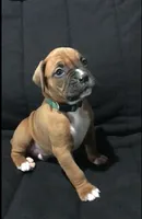 Jax Akc, a male Boxer for sale in Wooster, OH – Photo 5 of 6