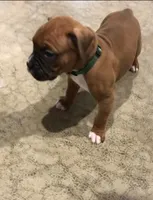 Jax Akc, a male Boxer for sale in Wooster, OH – Photo 2 of 6