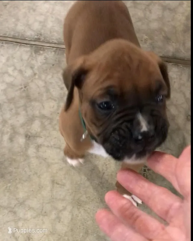 Jax Akc – Boxer puppy for sale in Wooster, OH