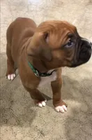 Jax Akc, a male Boxer for sale in Wooster, OH – Photo 4 of 6