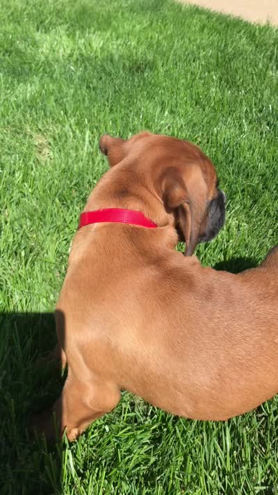 Akc Kia, a female Boxer for sale in Wooster, OH – 10 of 10