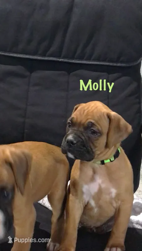 Molly Akc – Boxer puppy for sale in Wooster, OH