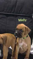 Molly Akc, a female Boxer for sale in Wooster, OH – 1 of 7