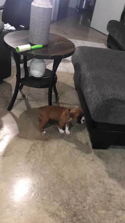 Akc Roxy, a female Boxer for sale in Wooster, OH – 7 of 7
