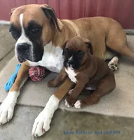  Akc Jackson, a male Boxer for sale in Wooster, OH – 4 of 8