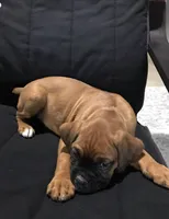 Akc Kia, a female Boxer for sale in Wooster, OH – 4 of 10