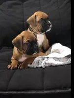 Winston , a male Boxer for sale in Wooster, OH – 1 of 3