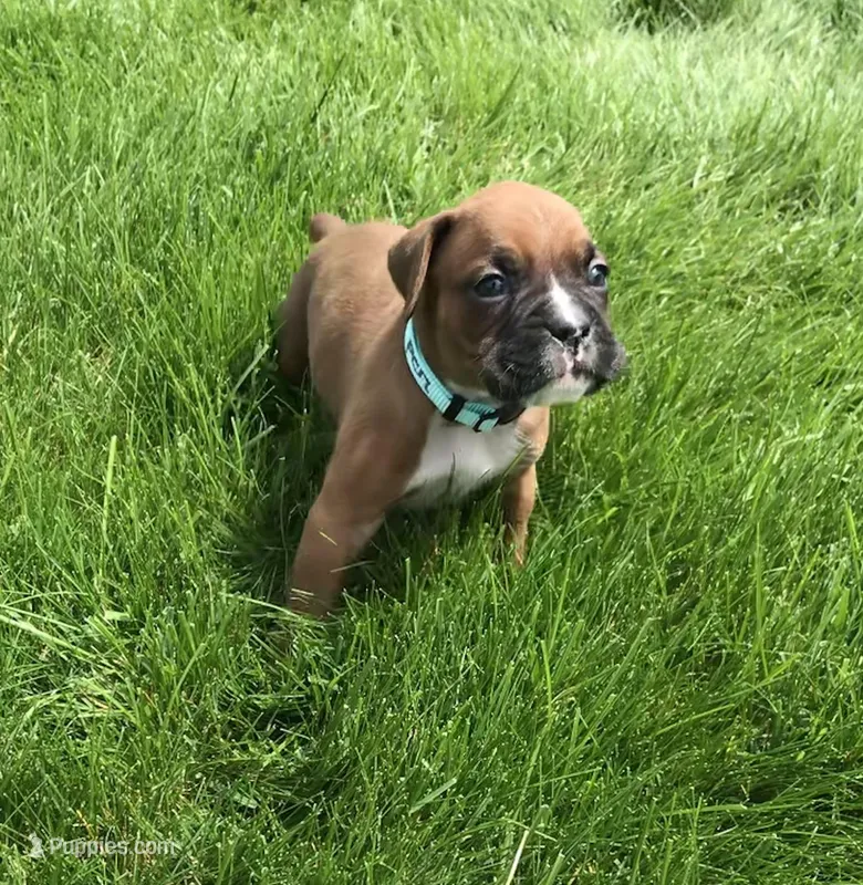 Daisy  – Boxer puppy for sale in Wooster, OH
