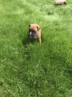 Daisy , a female Boxer for sale in Wooster, OH – Photo 2 of 2