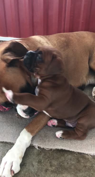  Akc Jackson, a male Boxer for sale in Wooster, OH – 6 of 8