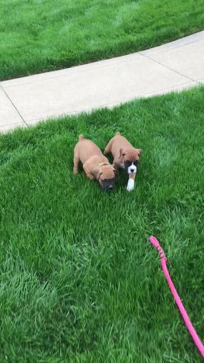 Molly Akc, a female Boxer for sale in Wooster, OH – 7 of 7
