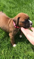 Aspen, a female Boxer for sale in Wooster, OH – Photo 2 of 2