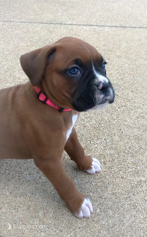Aspen – Boxer puppy for sale in Wooster, OH