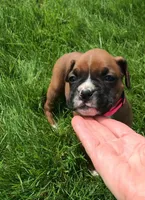 Aspen, a female Boxer for sale in Wooster, OH – Photo 1 of 2
