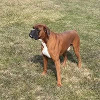Akc Kia, a female Boxer for sale in Wooster, OH – 4 of 5