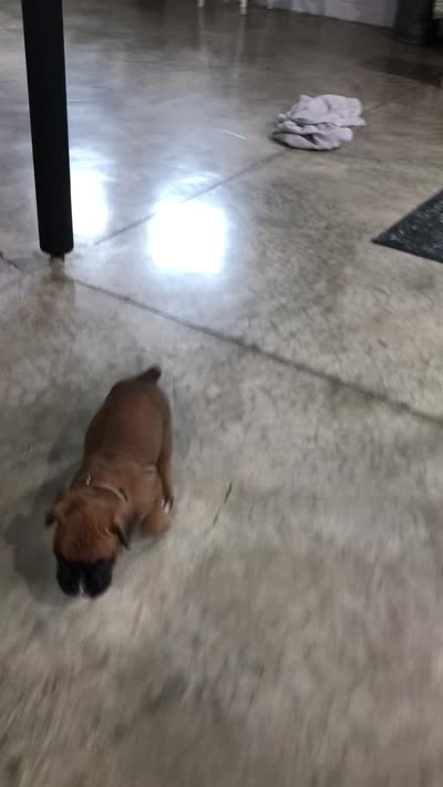 Winston , a male Boxer for sale in Wooster, OH – 3 of 3