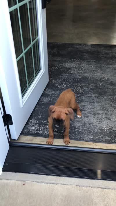 Akc Kia, a female Boxer for sale in Wooster, OH – 9 of 10