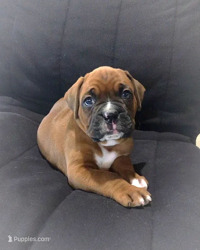  Akc Jackson – Boxer puppy for sale in Wooster, OH