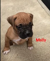 Molly Akc, a female Boxer for sale in Wooster, OH – 3 of 7