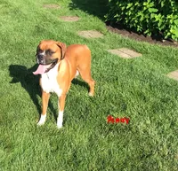 Akc Roxy, a female Boxer for sale in Wooster, OH – 6 of 7
