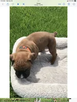 Akc Duke, a male Boxer for sale in Wooster, OH – Photo 3 of 3