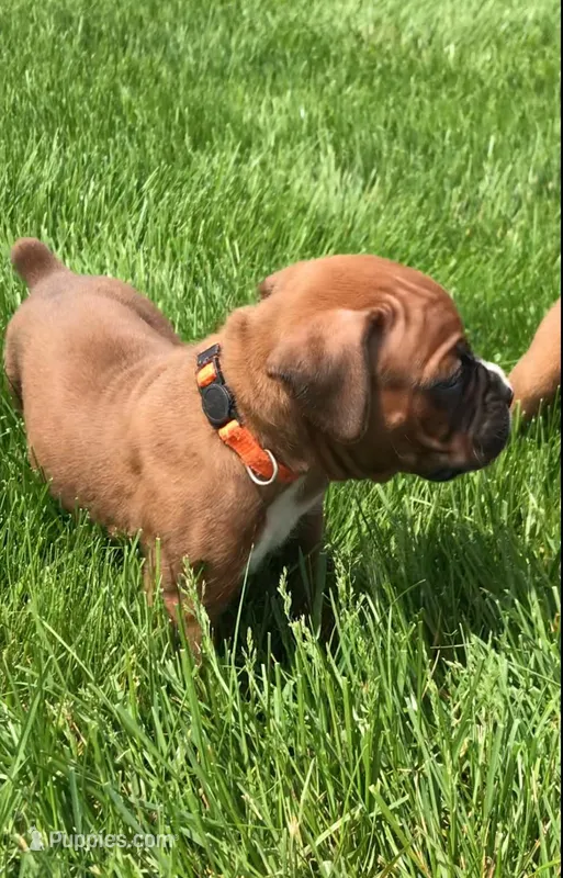 Akc Duke – Boxer puppy for sale in Wooster, OH