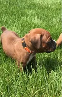 Akc Duke, a male Boxer for sale in Wooster, OH – Photo 1 of 3