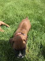 Akc Duke, a male Boxer for sale in Wooster, OH – Photo 2 of 3