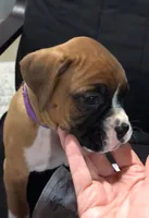 Akc Roxy, a female Boxer for sale in Wooster, OH – 2 of 7