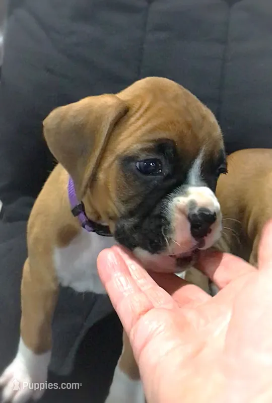 Akc Roxy – Boxer puppy for sale in Wooster, OH